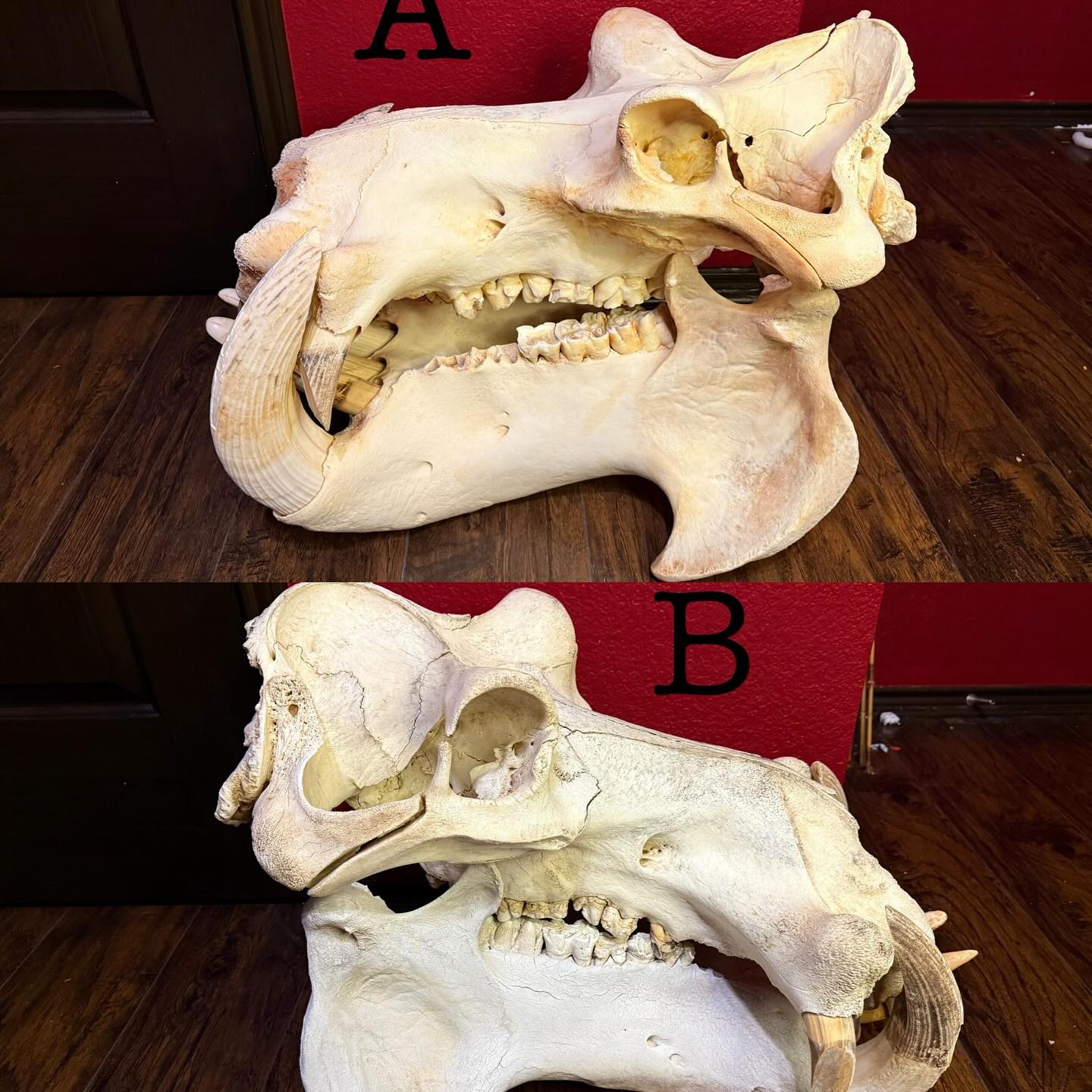 497505267_18499668469035399_2625613099533076351_n Hippopotamus Skulls