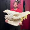 White Rhinoceros Skull