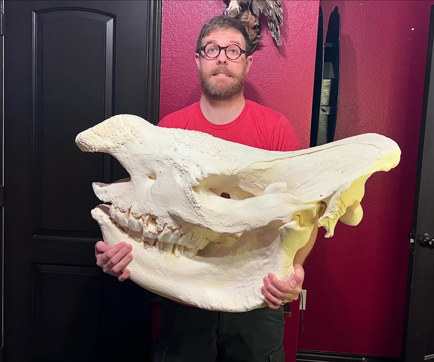 466979429_18466323781035399_3956934941282057540_n White Rhinoceros Skull