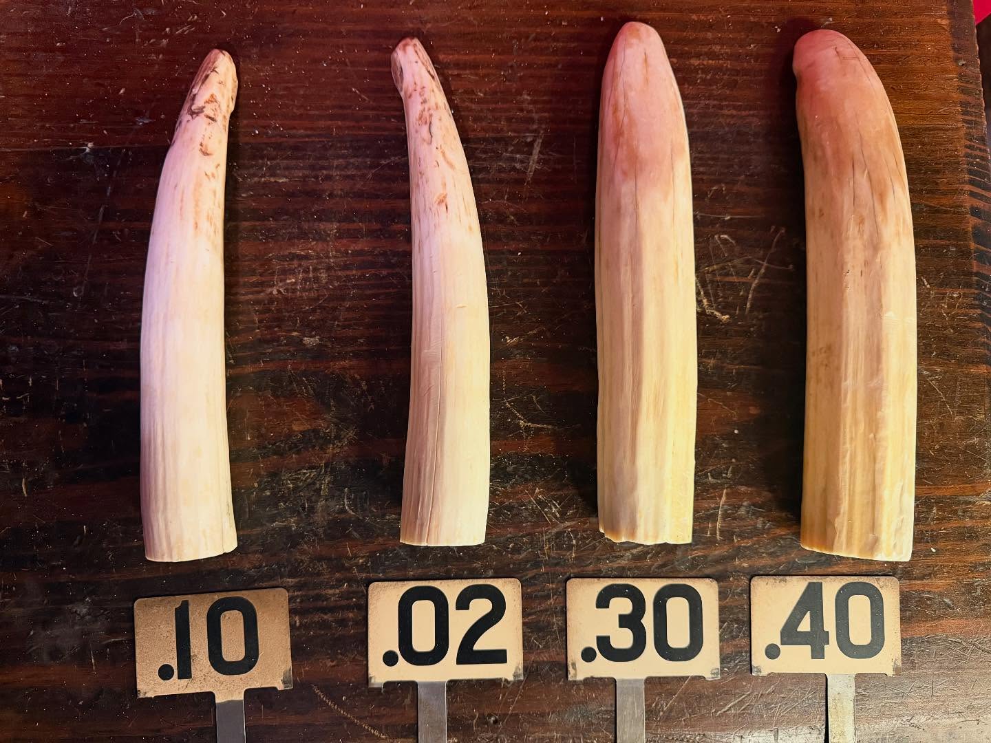 488566624_18493132054035399_7498497469422565249_n Hippopotamus Tusks