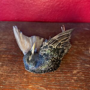 European Starling Mount