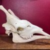 Giraffe Skull