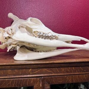 Giraffe skull for sale