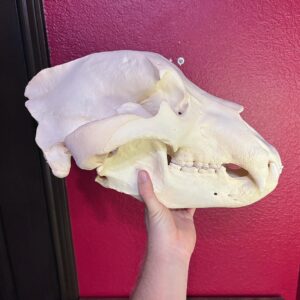 Grizzly Bear Skull