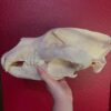 Brown Bear Skull