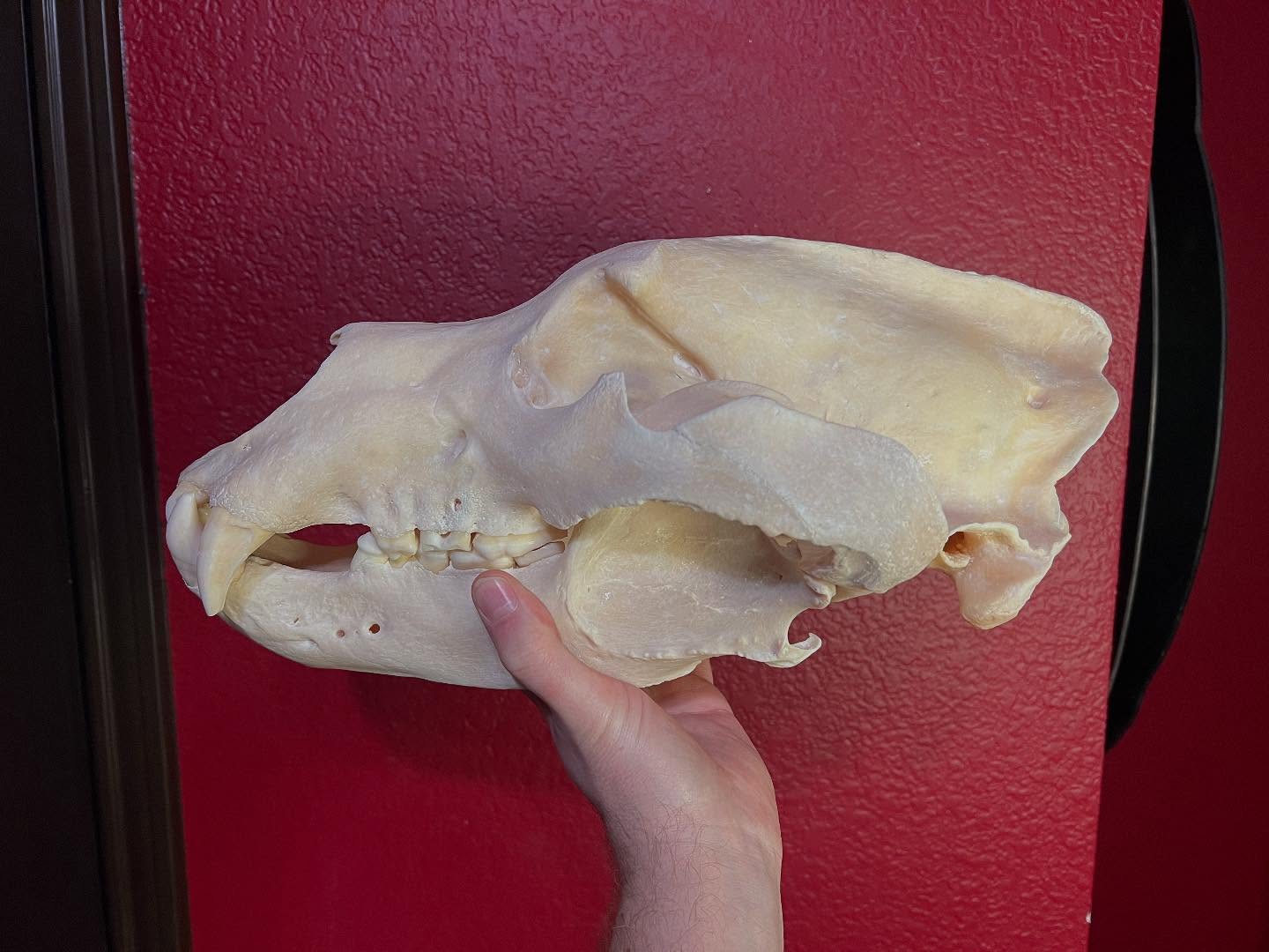 472120372_18476204068035399_7783638868540848095_n Brown Bear Skull