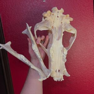 Brown bear skull for sale