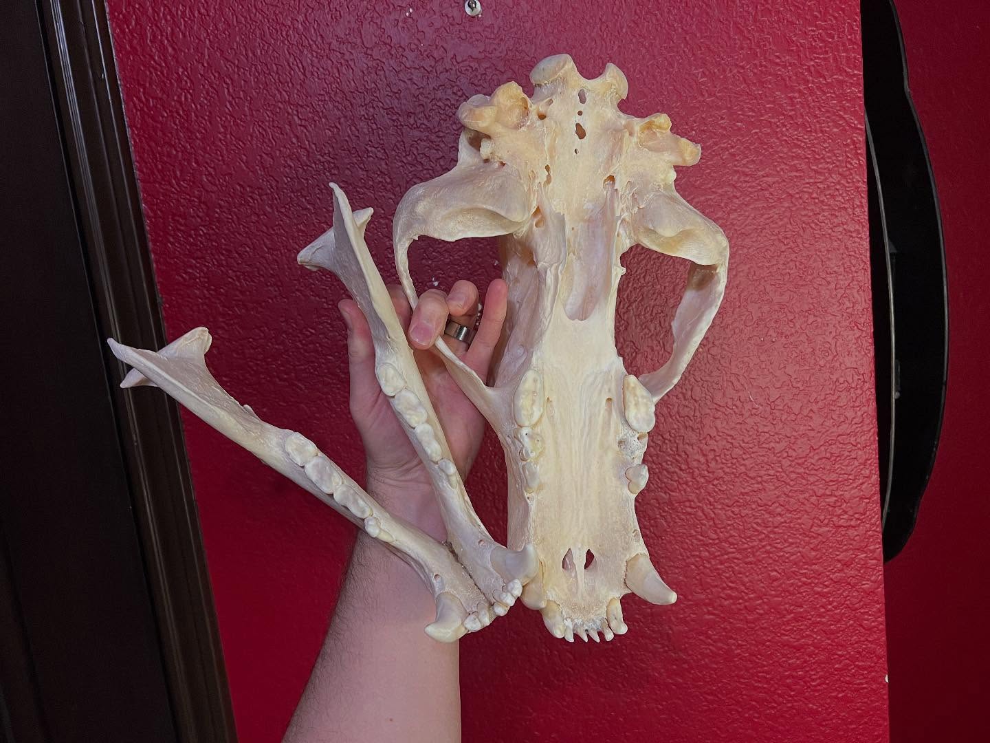 472879070_18476204146035399_388778064797982258_n Brown bear skull for sale