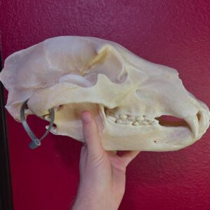 Alaskan Grizzly Bear