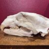 Polar Bear Skull