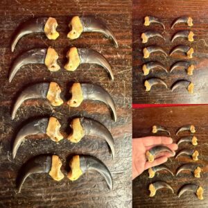 Grizzly Bear Claws