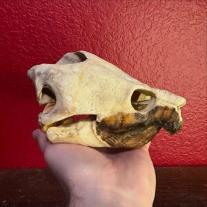 Turtle Skull