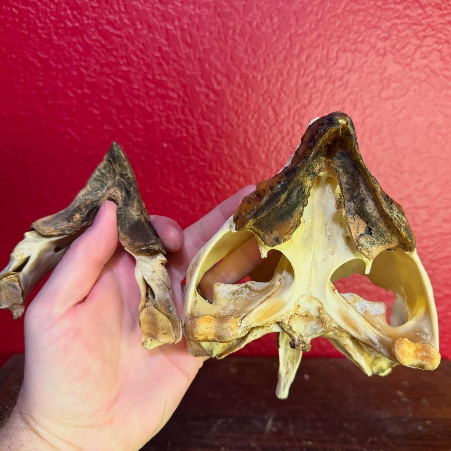 505186284_18506329072035399_7801380105336176896_n turtle skull for sale