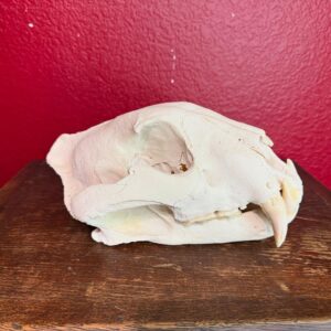 Tiger skull for sale