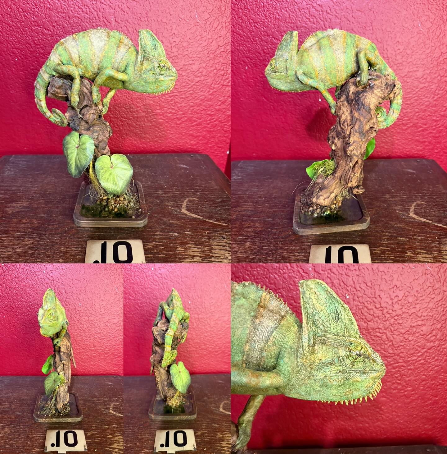 547599309_18522470026035399_561783692208485955_n chameleon mounts