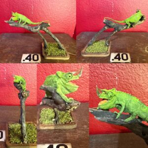 chameleon taxidermy for sale