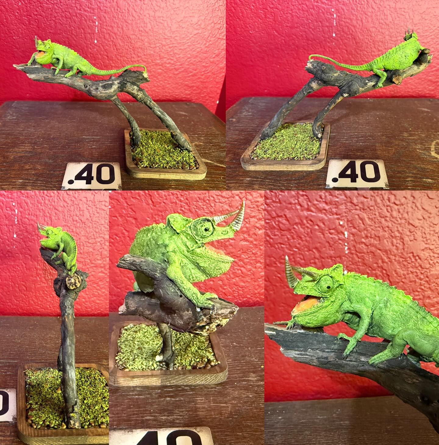 547755908_18522470056035399_8542895159967174323_n chameleon taxidermy for sale
