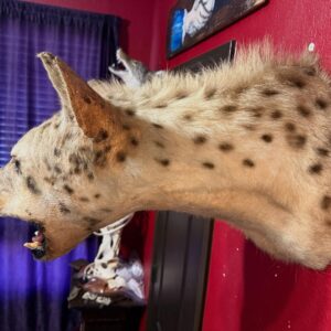 Hyena taxidermy mount for sale