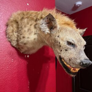 Hyena Shoulder Mount