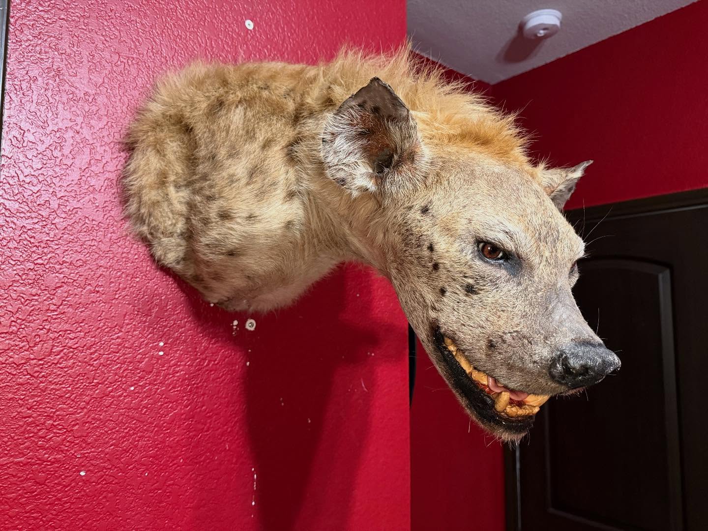 570007652_18532109581035399_2007317192319897662_n (2) Hyena Shoulder Mount