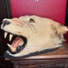 Taxidermy Lioness Head