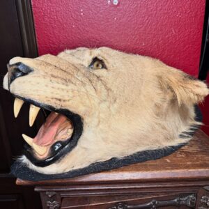 Taxidermy Lioness Head