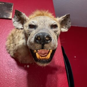 Spotted Hyena Shoulder Mount