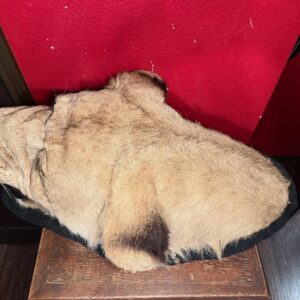 lioness taxidermy for sale