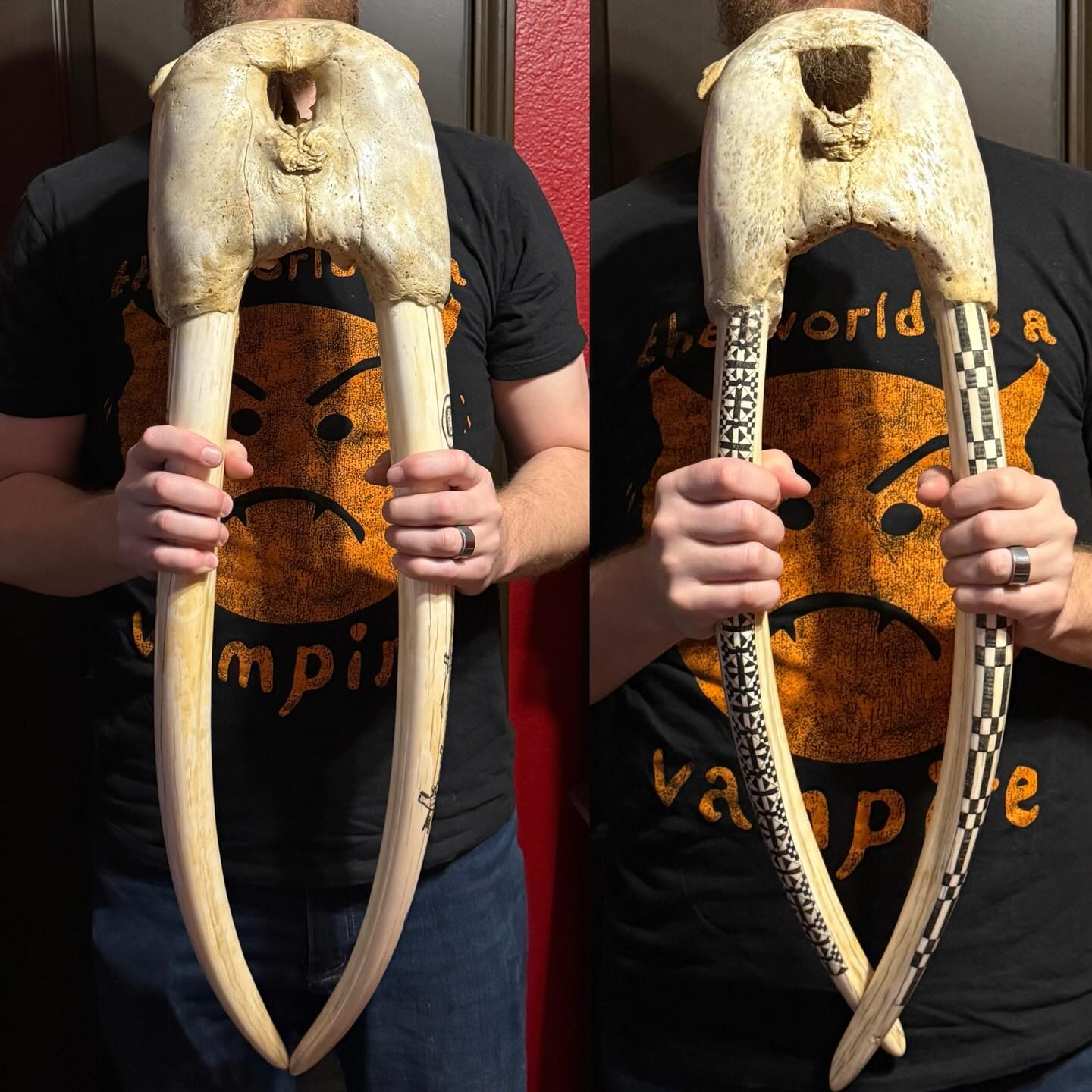 601425885_18542211076035399_1136483625774094270_n walrus head mounts