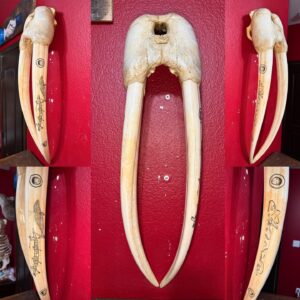 Walrus skull