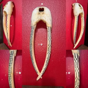 Walrus ivory skull mount