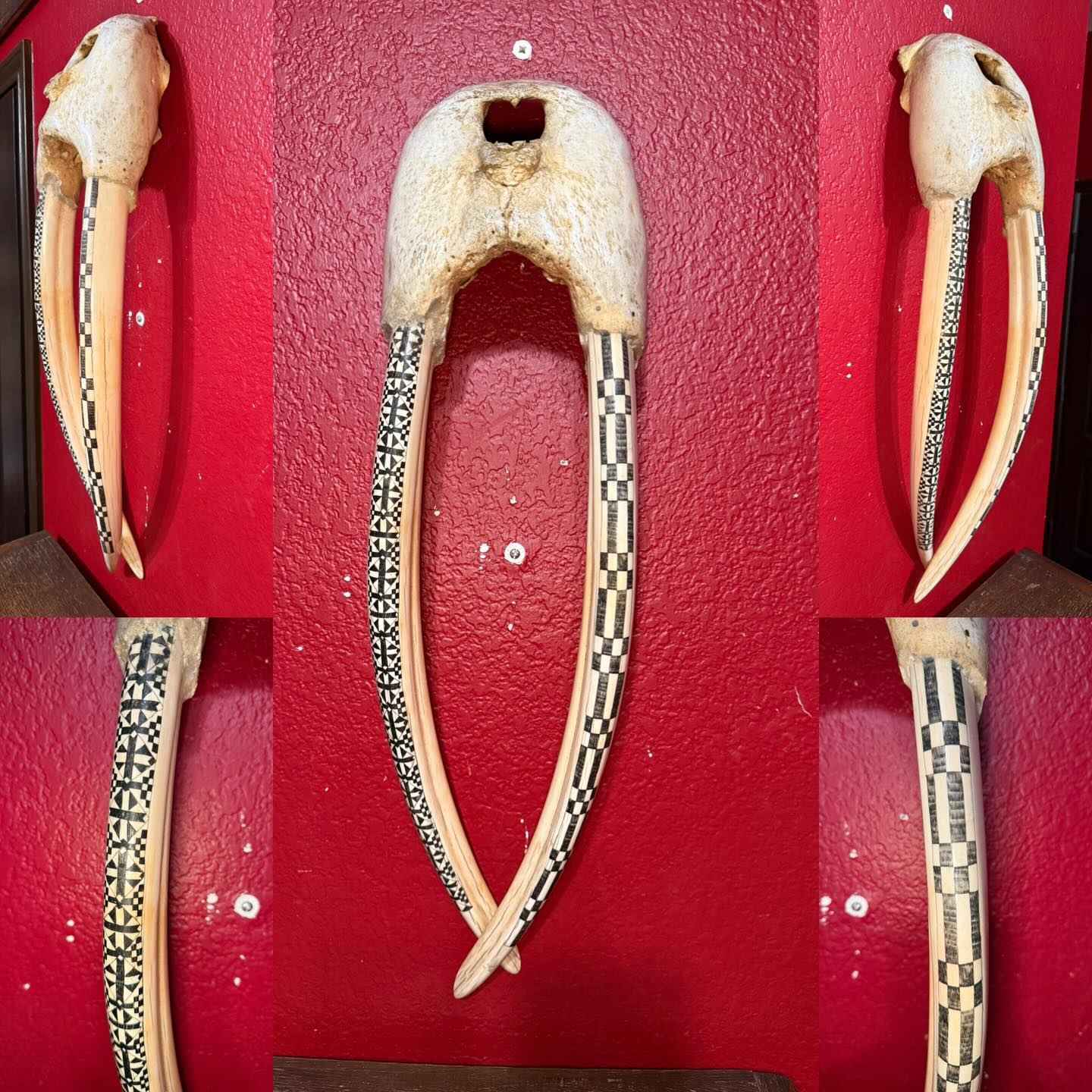 603086192_18542211085035399_7796091069529942087_n Walrus ivory skull mount