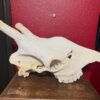 Giraffe Skull