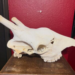 Giraffe Skull