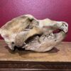 Cave Bear Skull