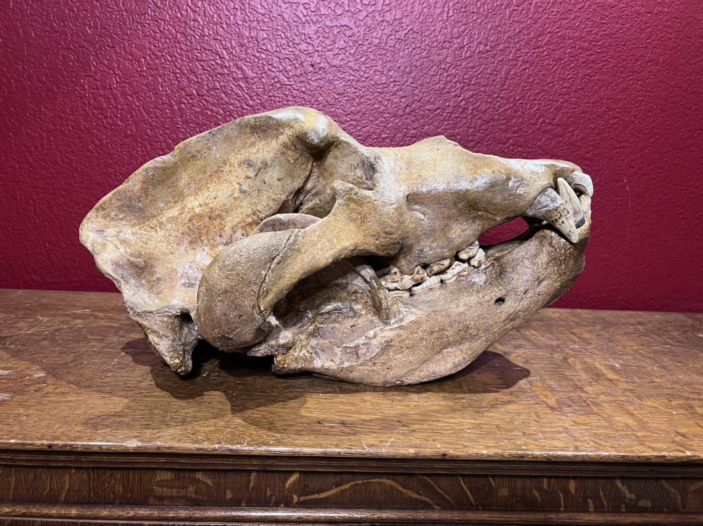 478253377_1145050370866549_3070228627791867126_n Cave Bear Skull