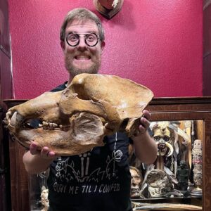 Cave bear skull for sale