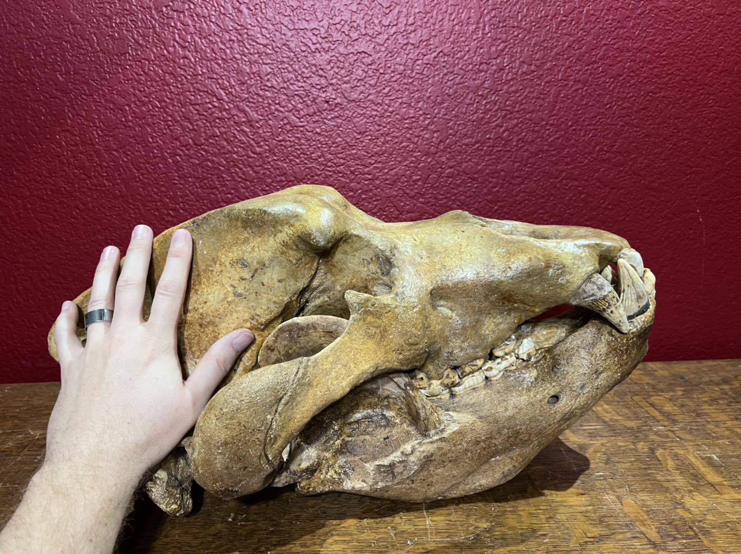 479901961_1145050407533212_6855783246174339335_n