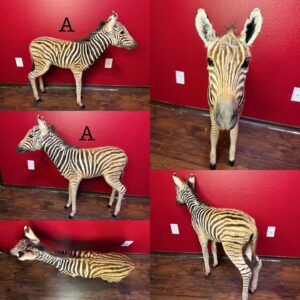 Zebra Mount