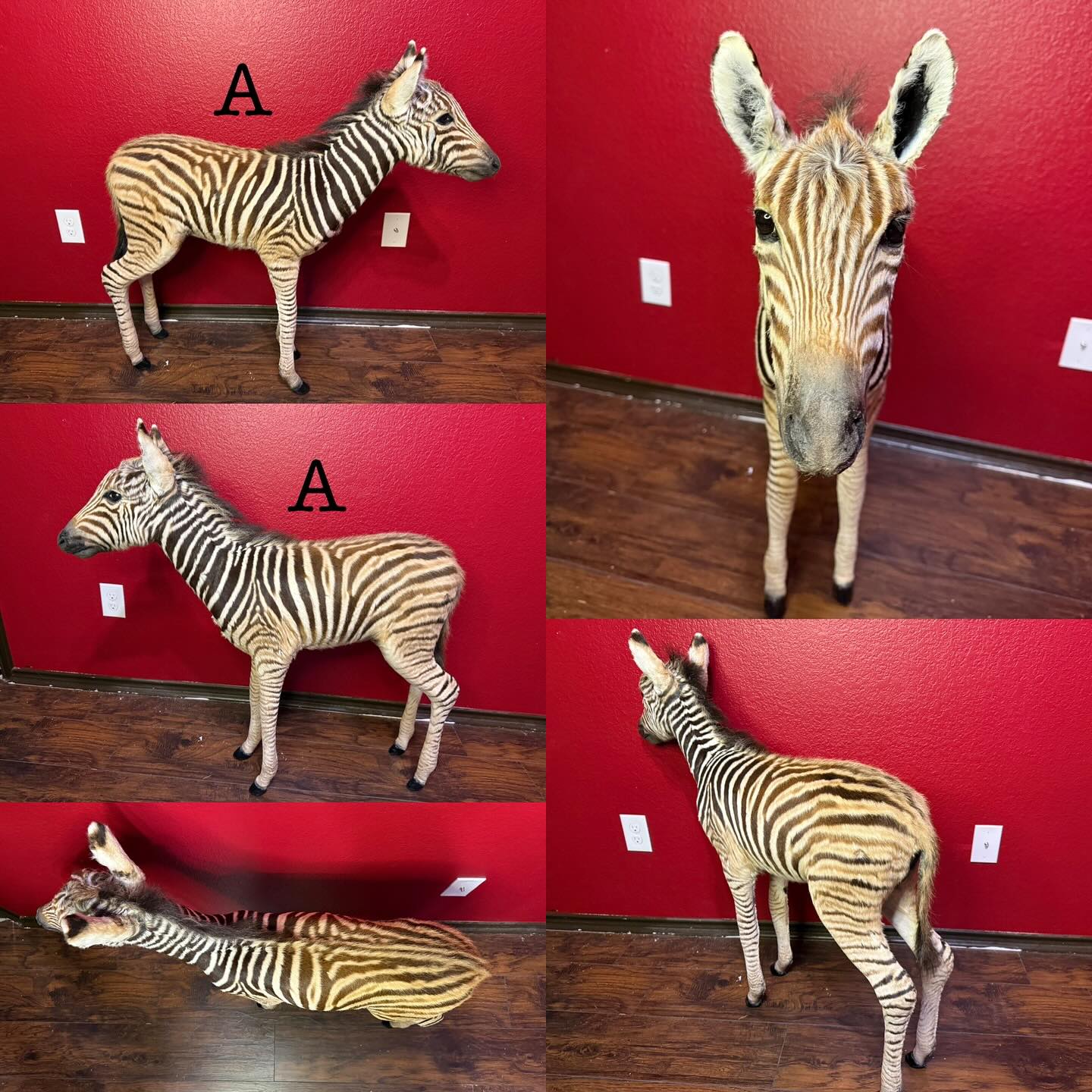 540627742_18519830338035399_1915802254556919012_n Zebra Mount