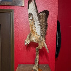 Eurasian Common Buzzard