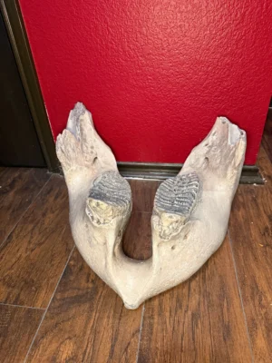 Fossilized Woolly Mammoth