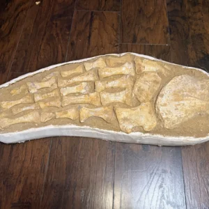 Mosasaurus Paddle Fossil