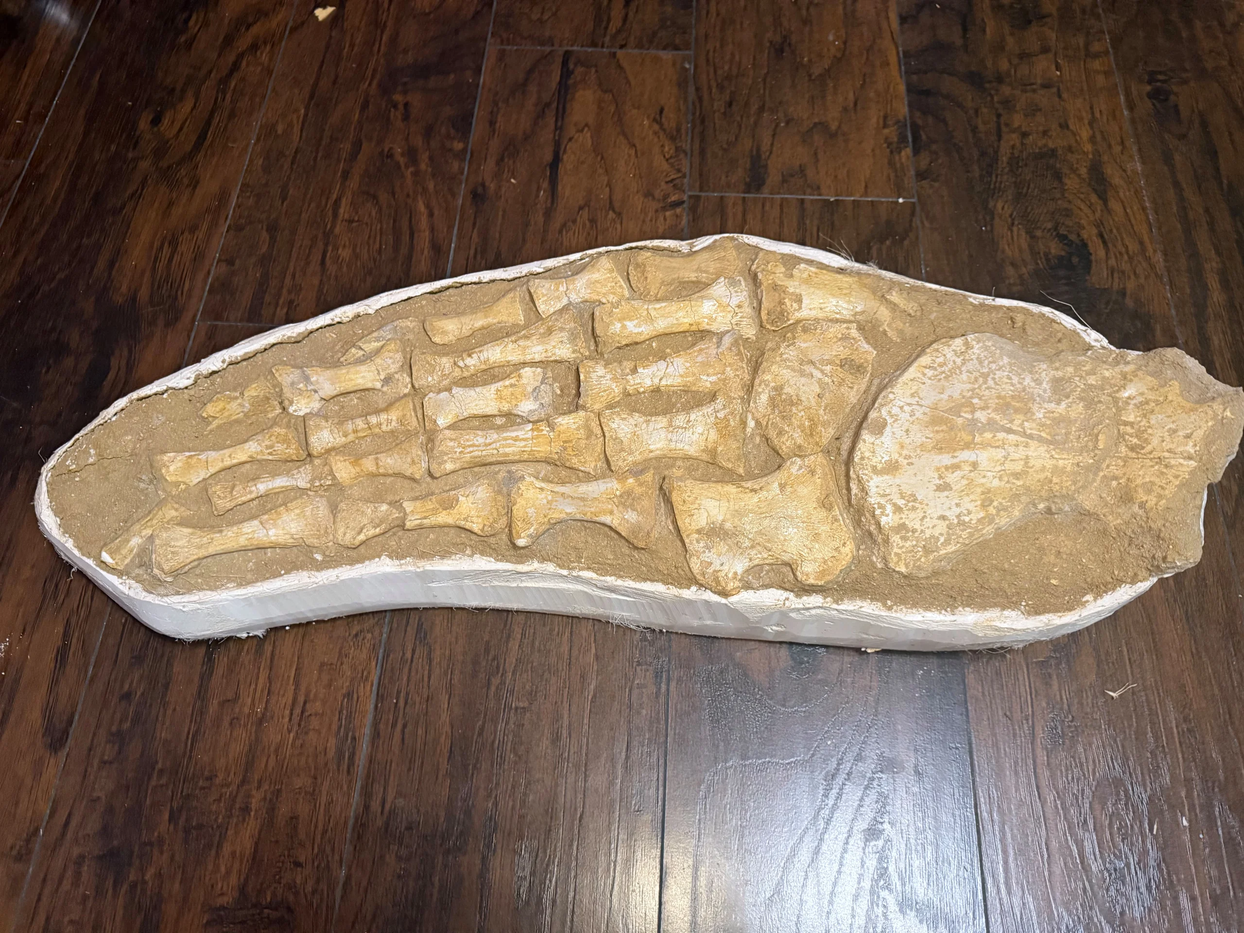 s893222380290560647_p809_i1_w5712 Mosasaurus Paddle Fossil
