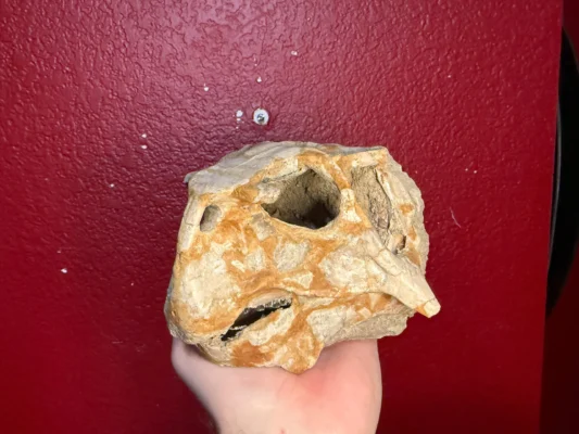 Psittacosaurus Skull Fossil