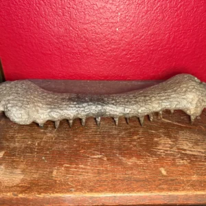 Crocodile Skull