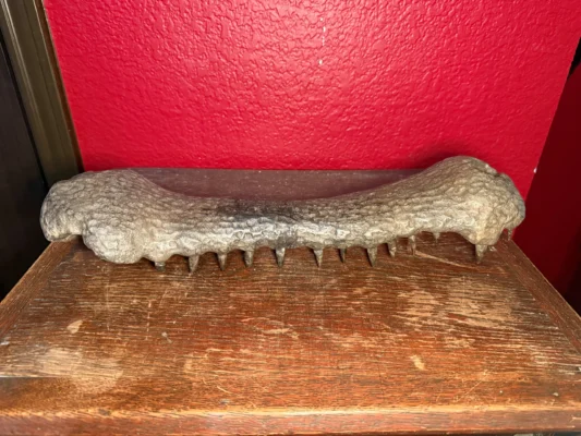Crocodile Skull