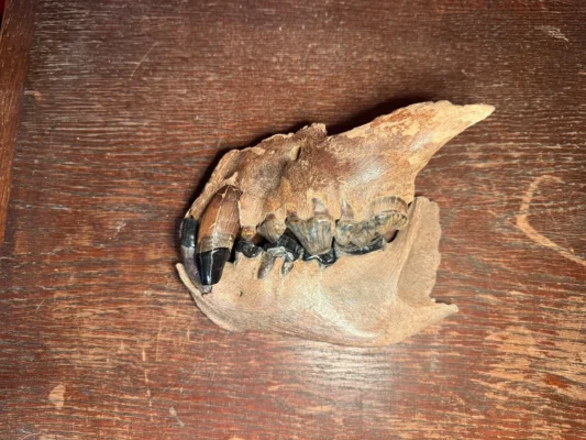 Fossilized Cave Hyena Skull