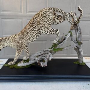 Leopard Taxidermy Mount
