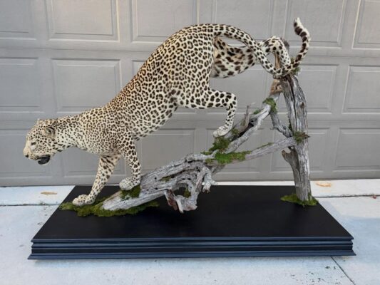 Leopard Taxidermy Mount